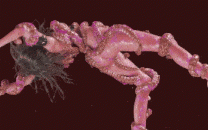 【3D动画/ATD】宇宙机甲女神PHI系列1-5 [1.39G]