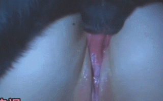 女同最好的伙伴 又大又粗的狗屌猛插射精