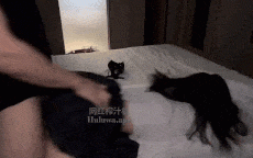 调教母狗超级敏感体质