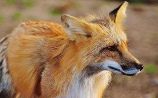 【H文/2.7M】《快穿狐魅圣女的百合之旅》